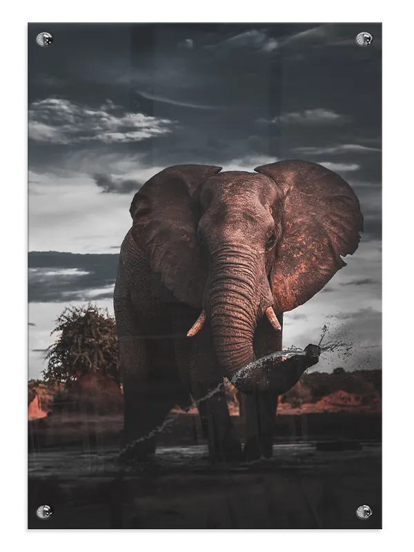 Elephant At Dusk No2 Plakat