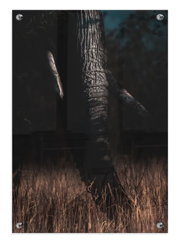 Elephant Trunk Plakat