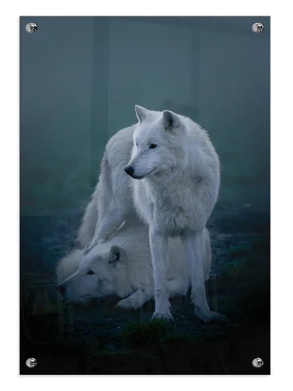 Arctic Wolf Duo Plakat