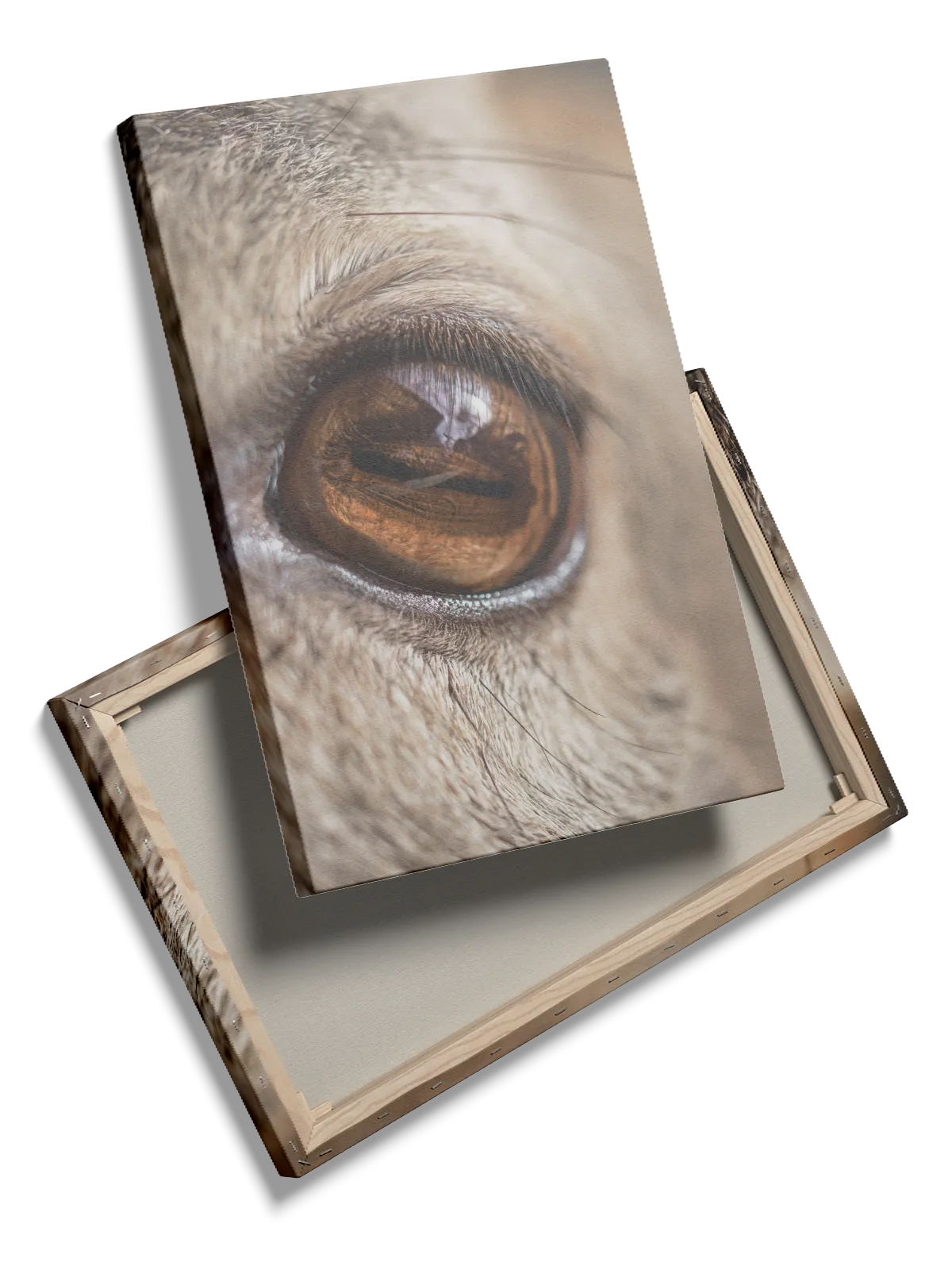 Bi Camel Plakat