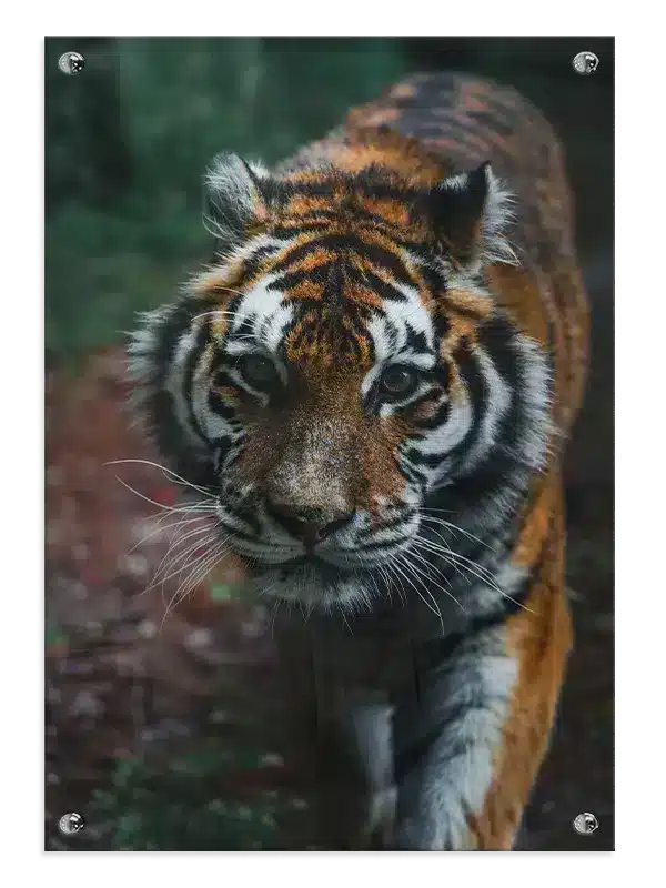 Tiger Close Plakat