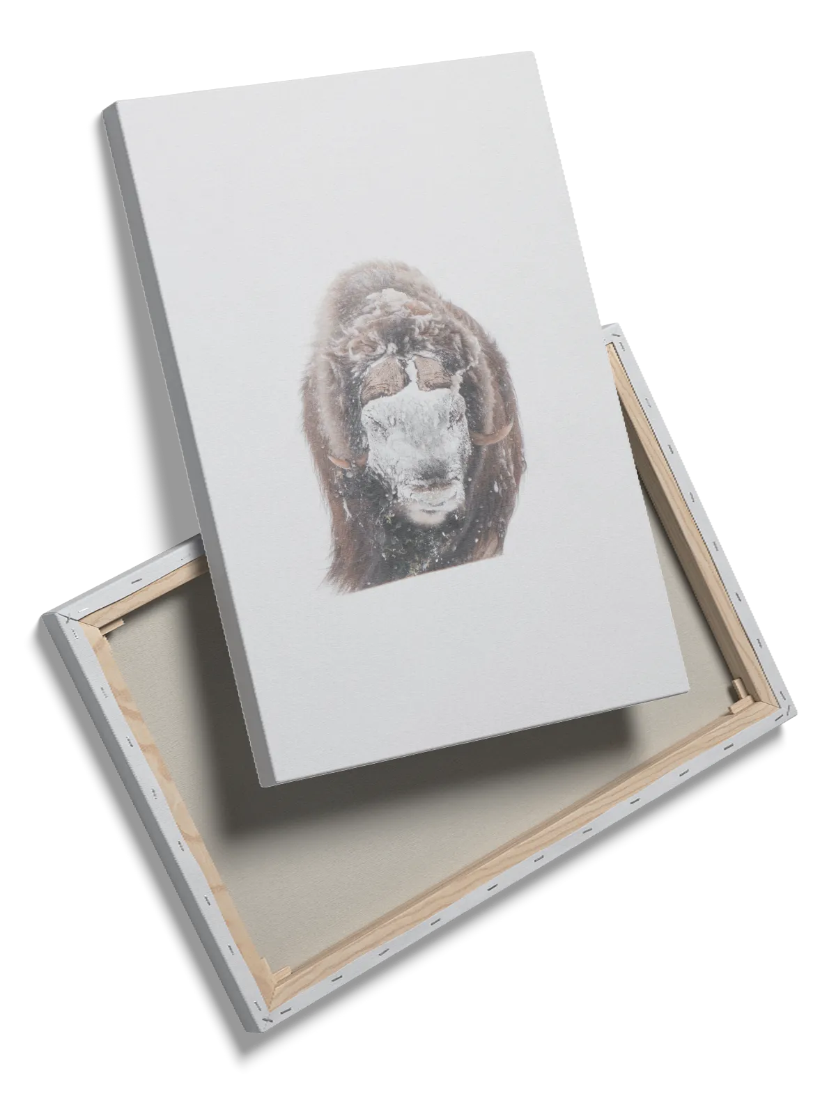 Muskox Plakat