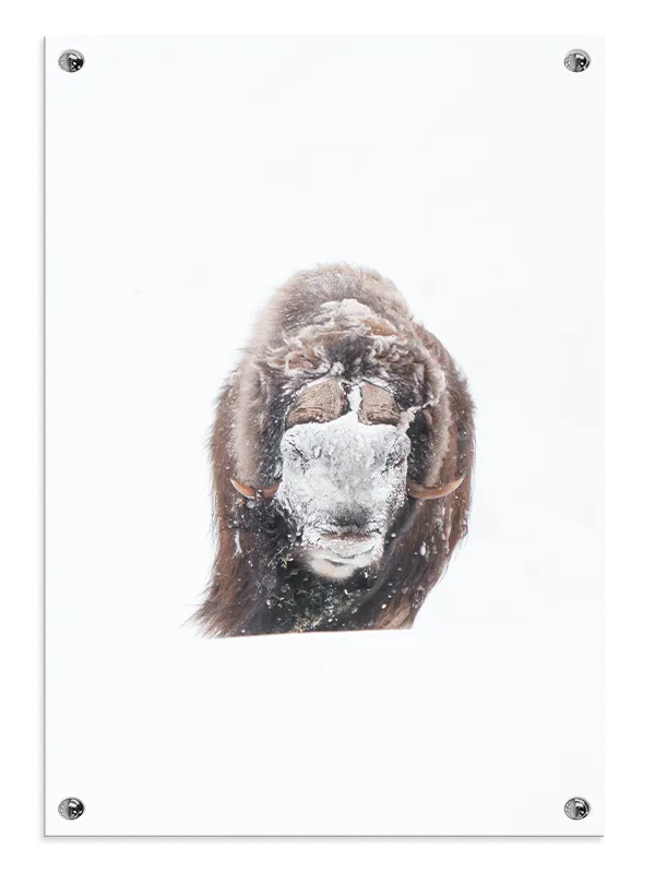 Muskox Plakat