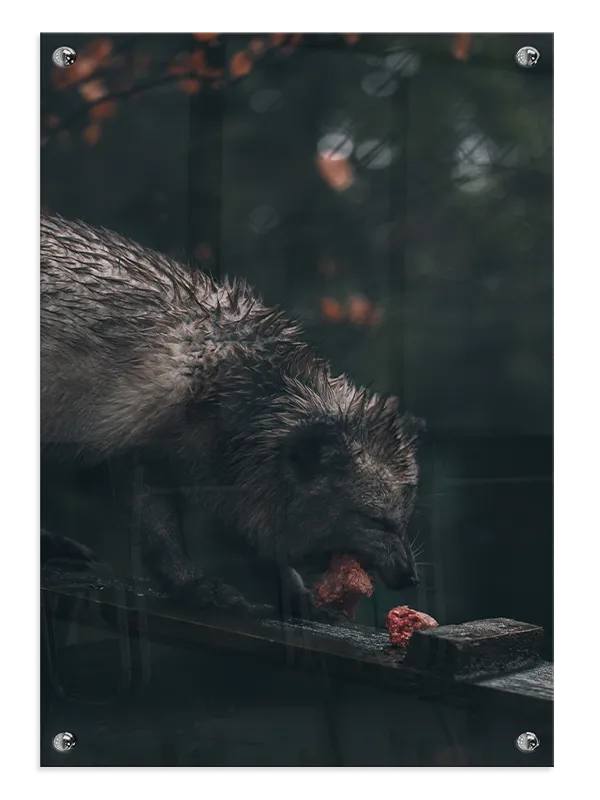 Raccoon Dog Plakat