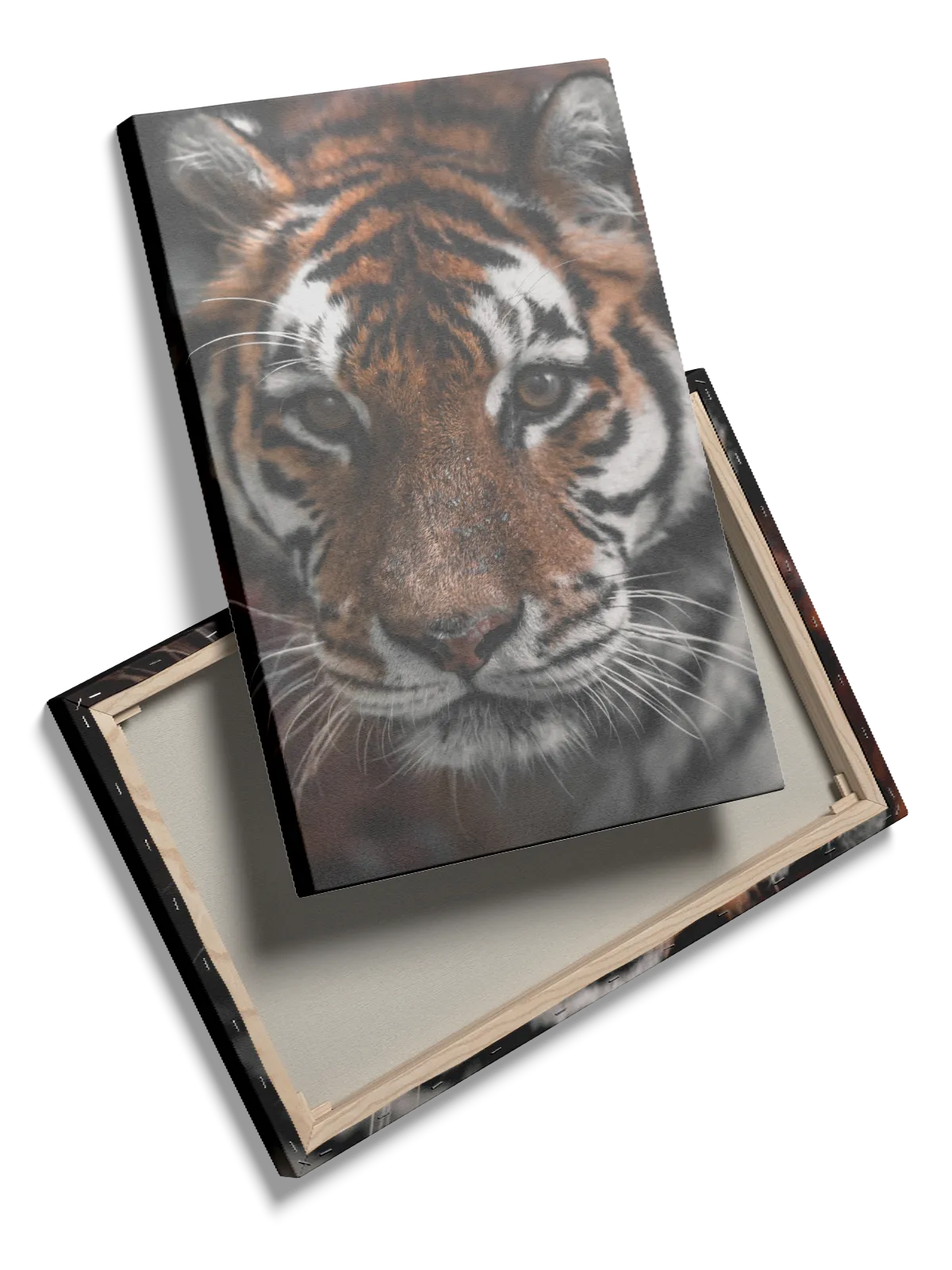 Bengal Tiger I Plakat