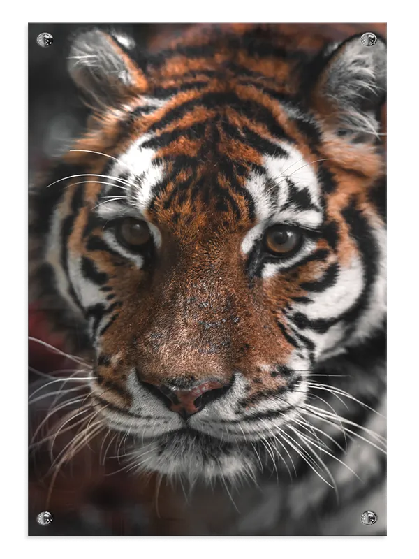 Bengal Tiger I Plakat