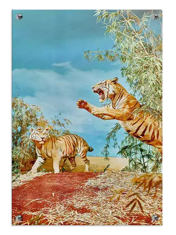 Bengal Tiger Leap Plakat