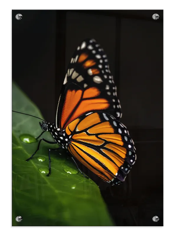 Monarch Butterfly Plakat