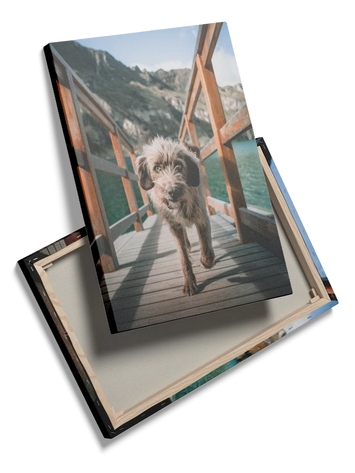 Wirehaired Dog Plakat