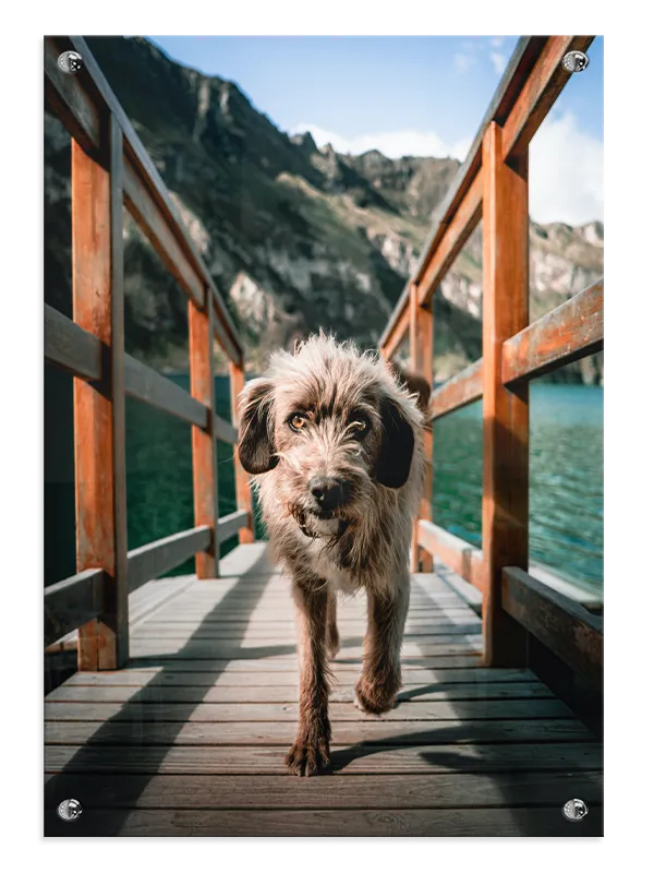 Wirehaired Dog Plakat