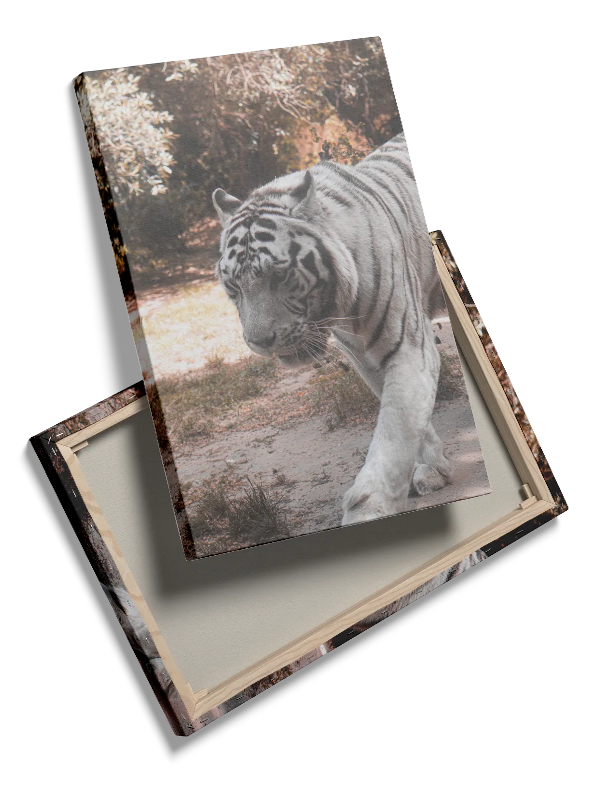 White Tiger Walking Plakat