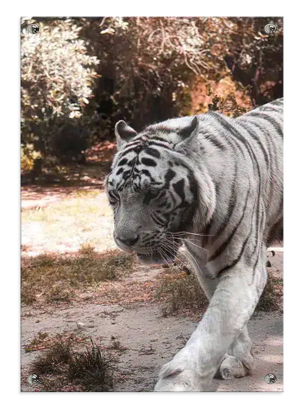 White Tiger Walking Plakat