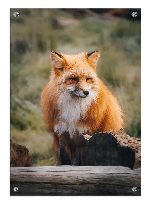 Red Fox Forest Plakat