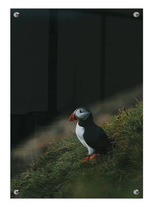 Ugle Atlantic Puffin Plakat