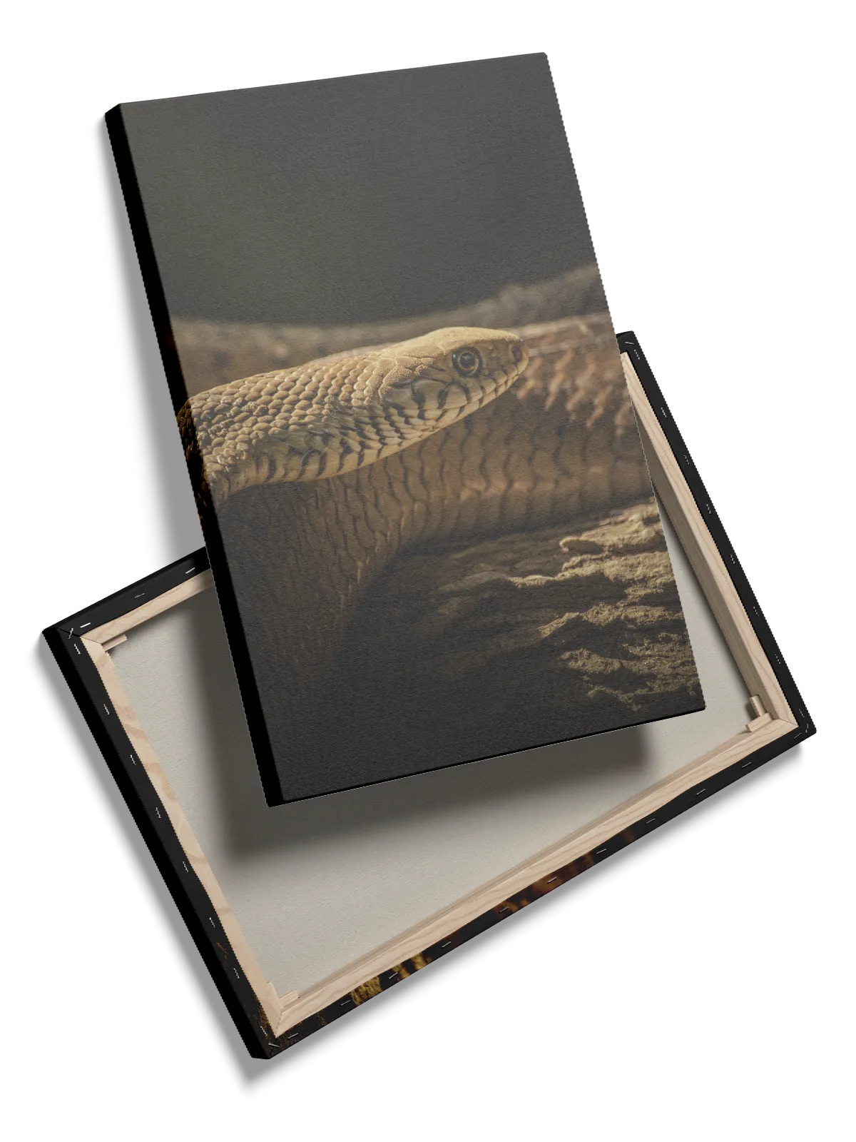 Snake Close Plakat