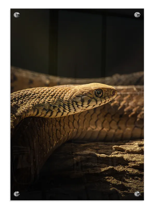 Snake Close Plakat