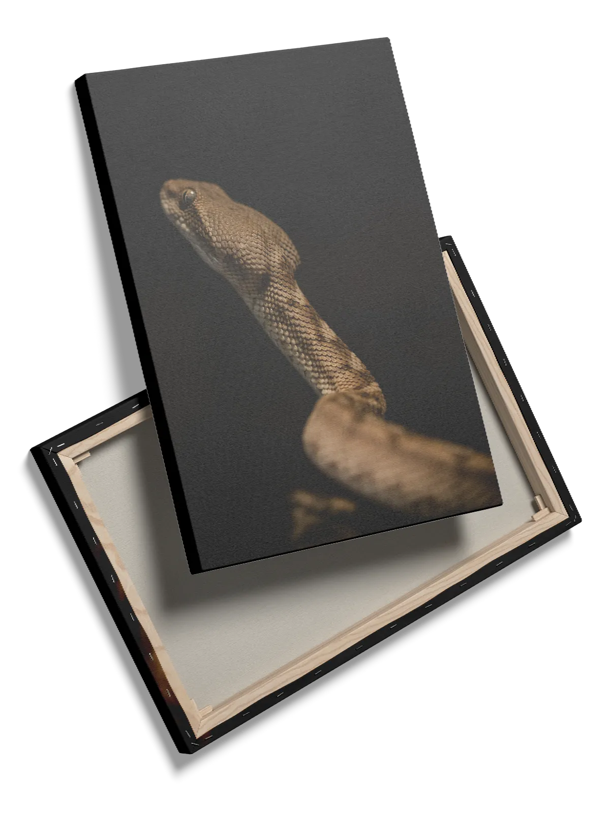 Snake Portrait Plakat