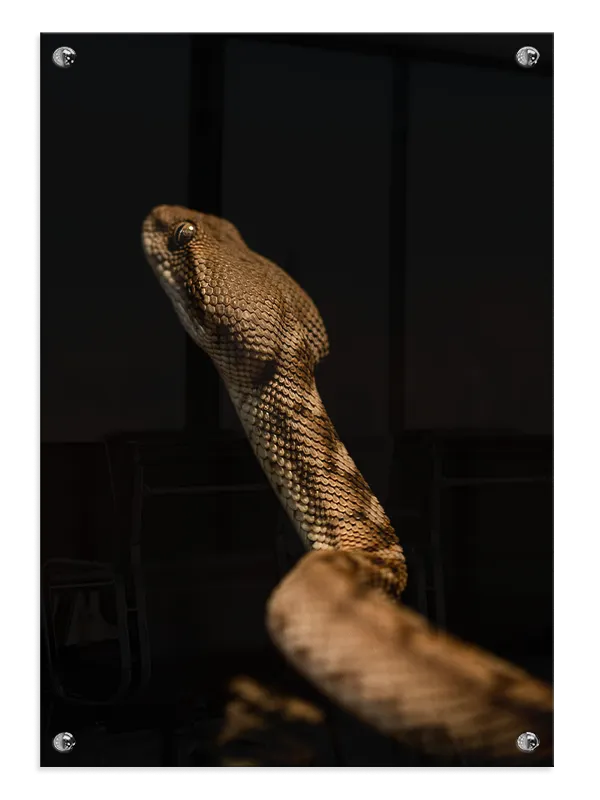 Snake Portrait Plakat