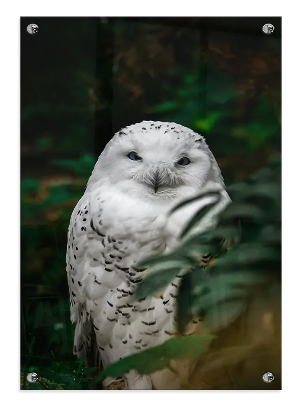 Snowy Owl Forest Plakat