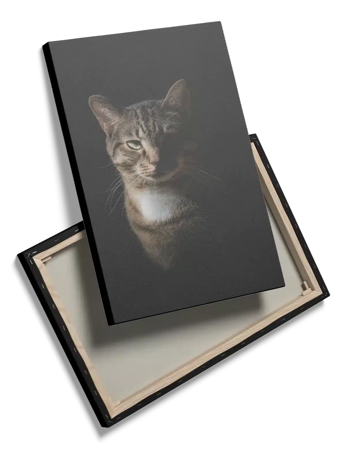 Tabby Cat Half Lit Plakat