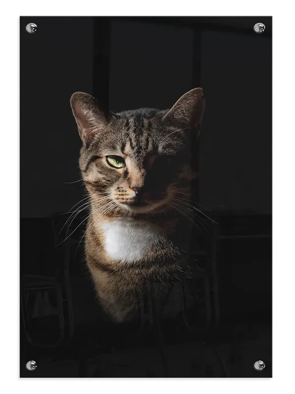 Tabby Cat Half Lit Plakat