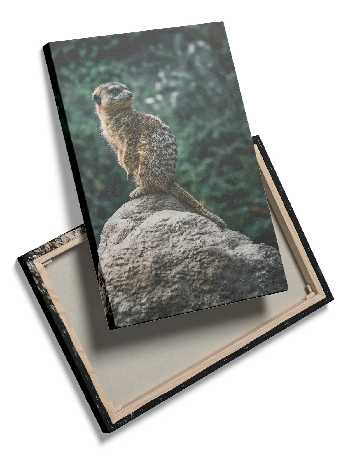 Meerkat On Plakat
