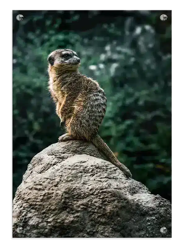 Meerkat On Plakat