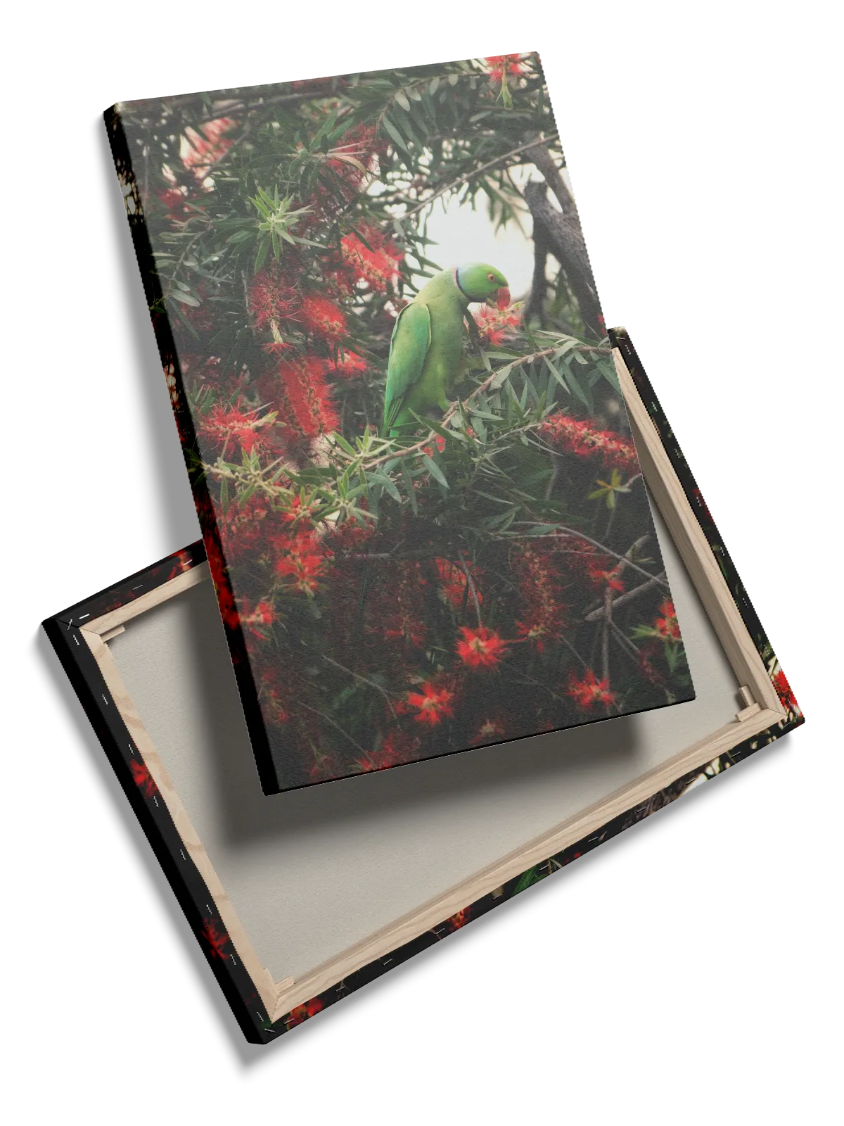 Rose Ringed Parakeet Plakat