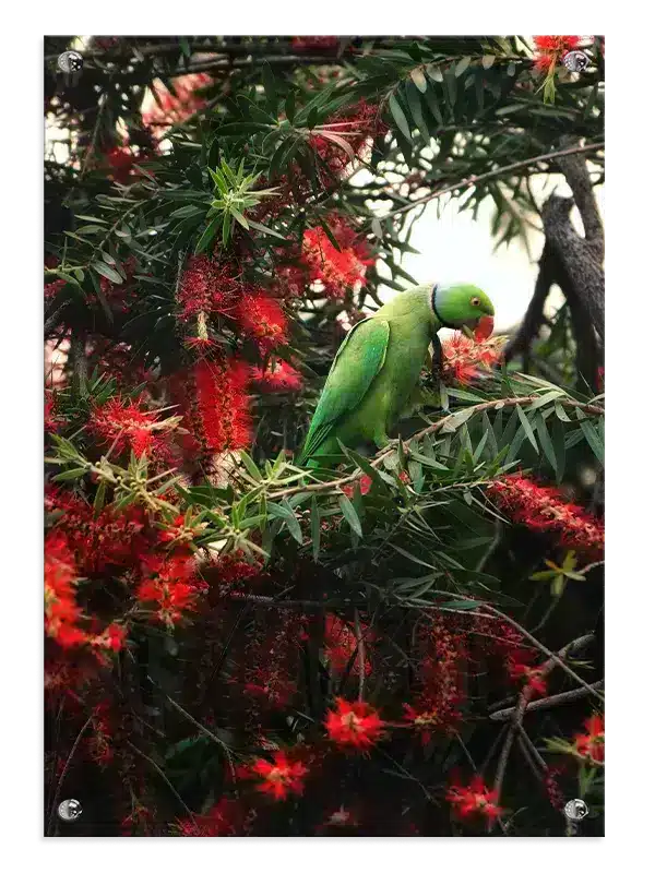 Rose Ringed Parakeet Plakat