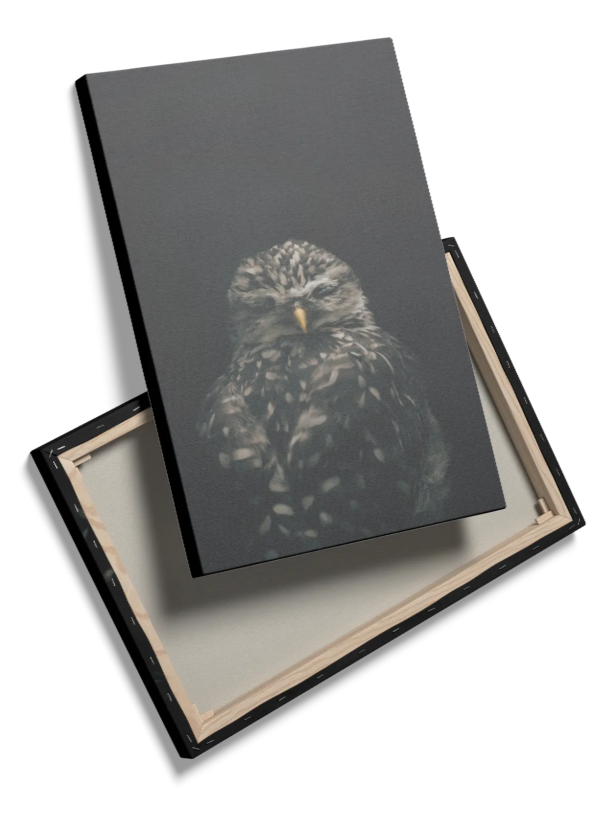 Burrowing Owl Plakat