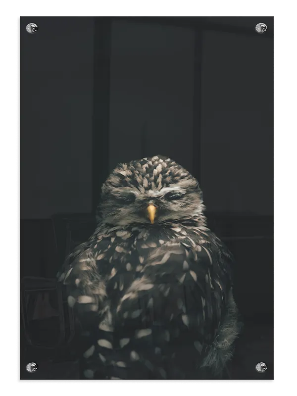 Burrowing Owl Plakat