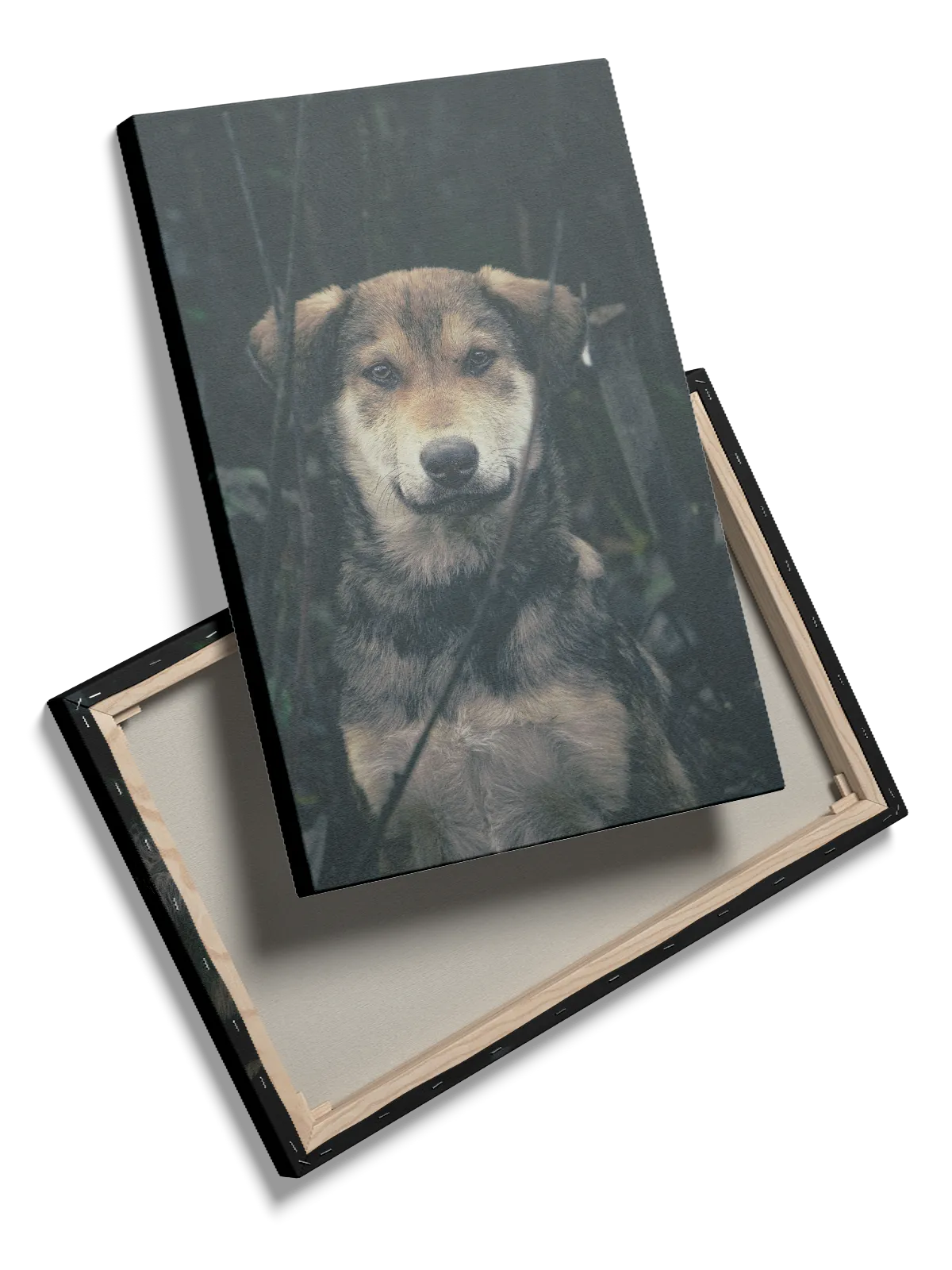 German Shepherd Portrait Plakat