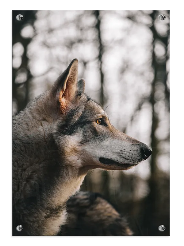 Wolf Side Plakat