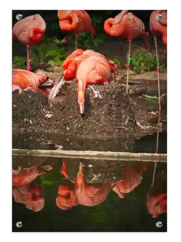 Flamingo Reflection Plakat