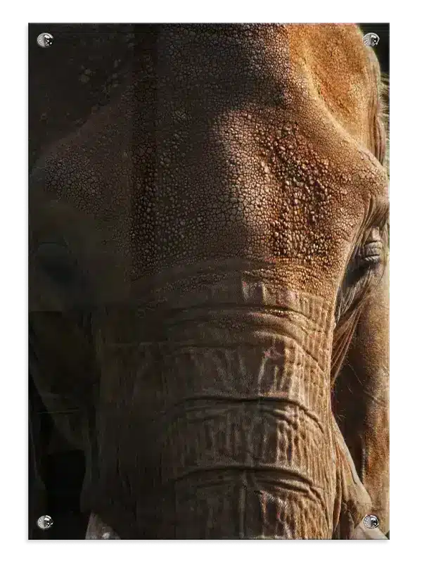 Elephant Close Plakat