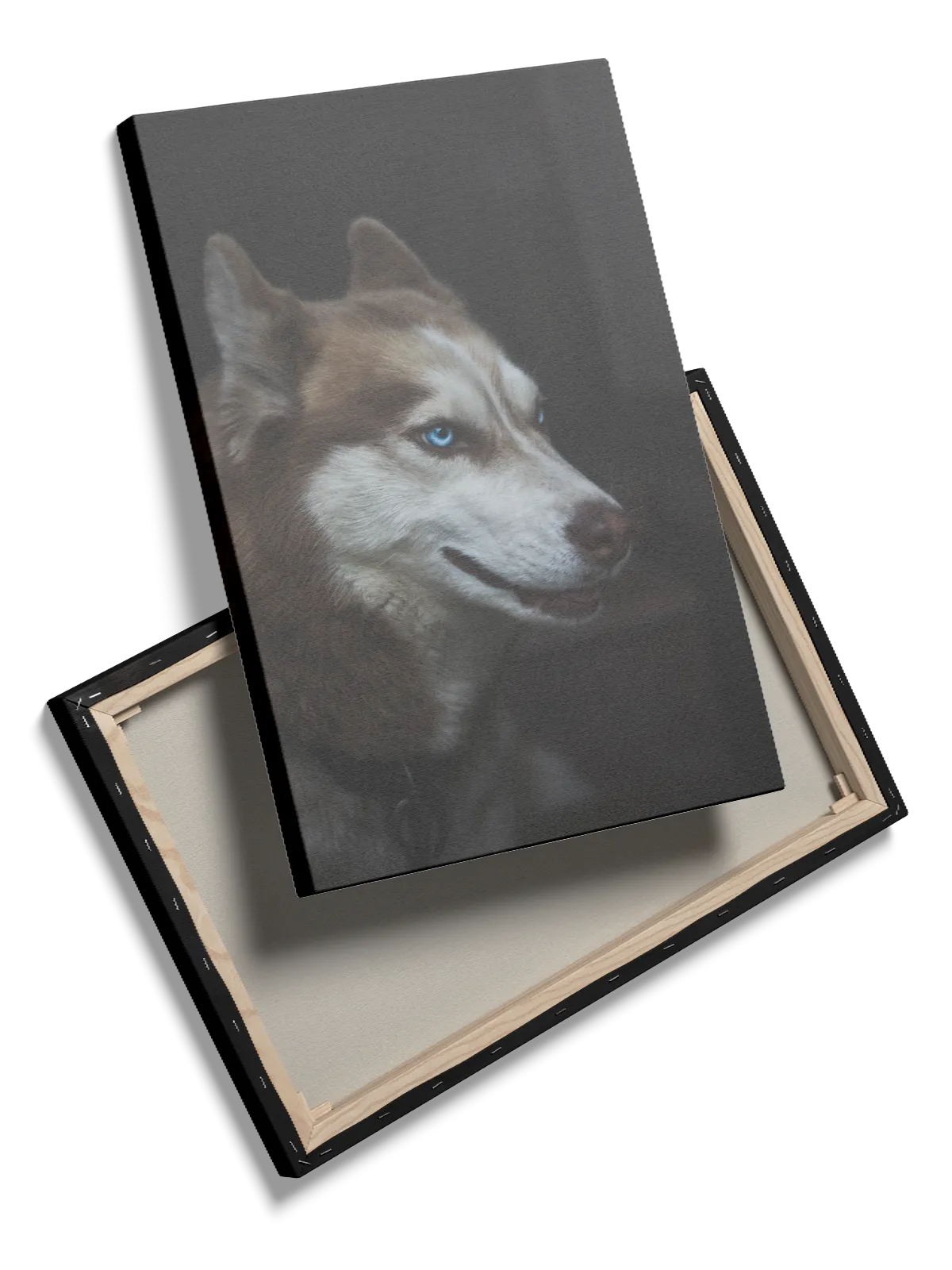 Siberian Husky Close Up Plakat