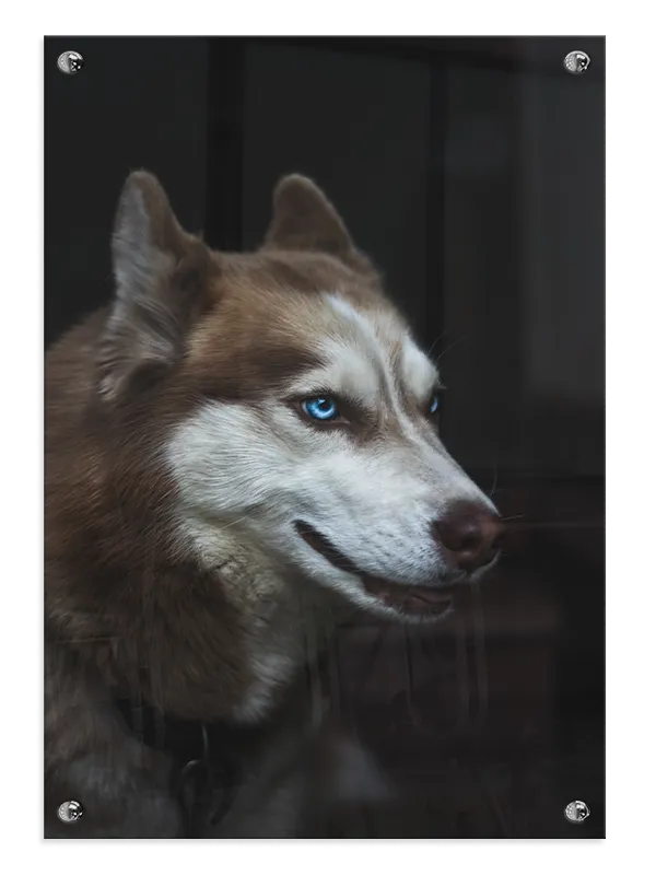 Siberian Husky Close Up Plakat