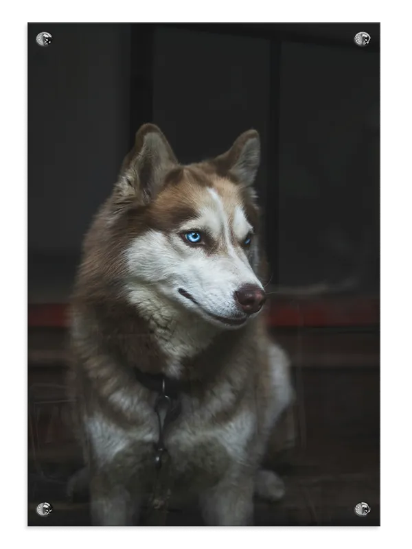 Siberian Husky Portrait Plakat