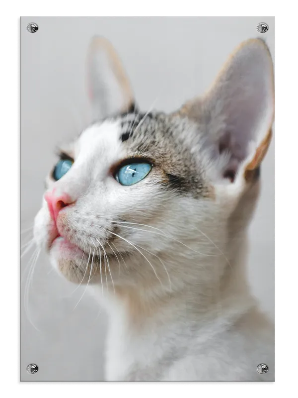Blue Eyed Plakat