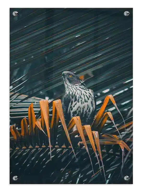 Bird Crested Plakat