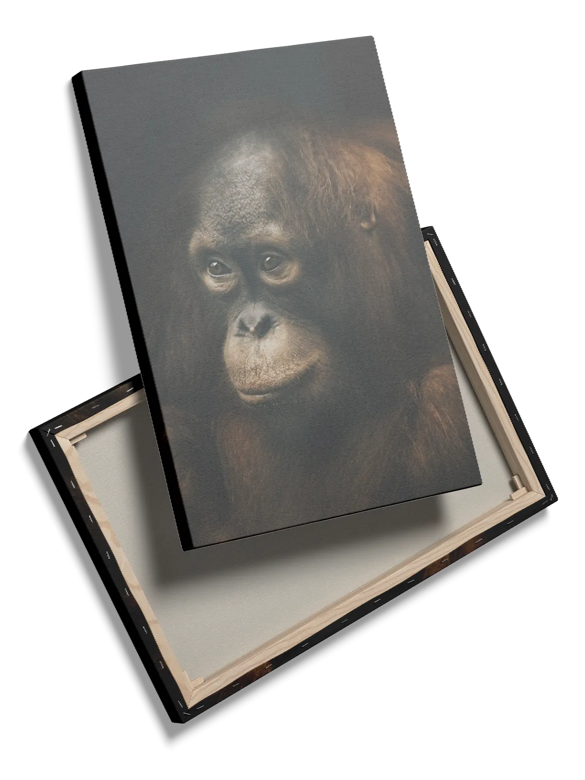Orangutan Portrait Plakat