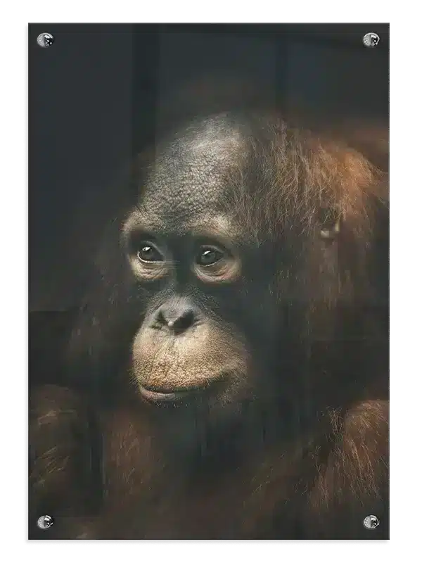 Orangutan Portrait Plakat