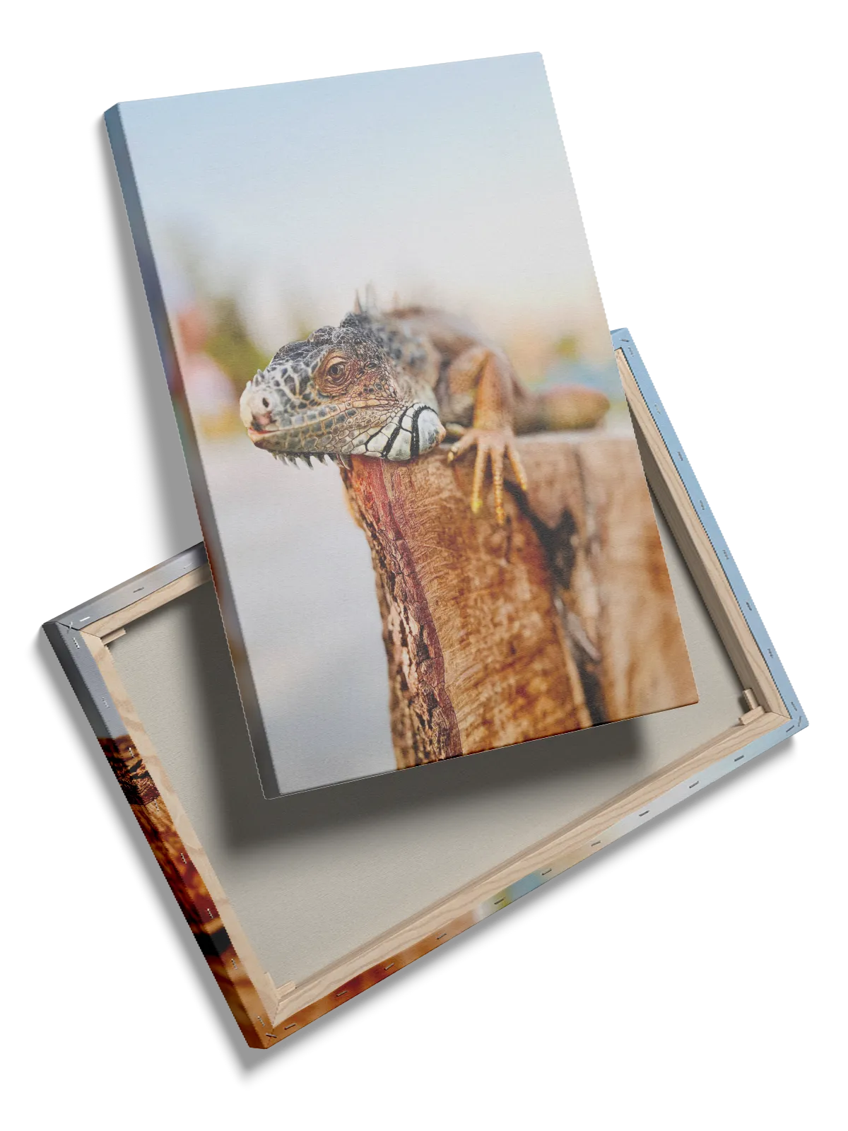 Bi Iguana Plakat