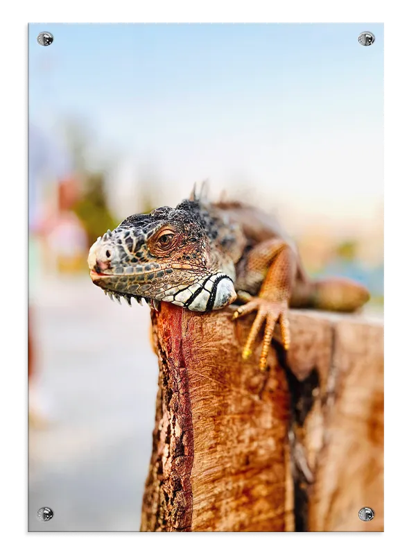 Bi Iguana Plakat