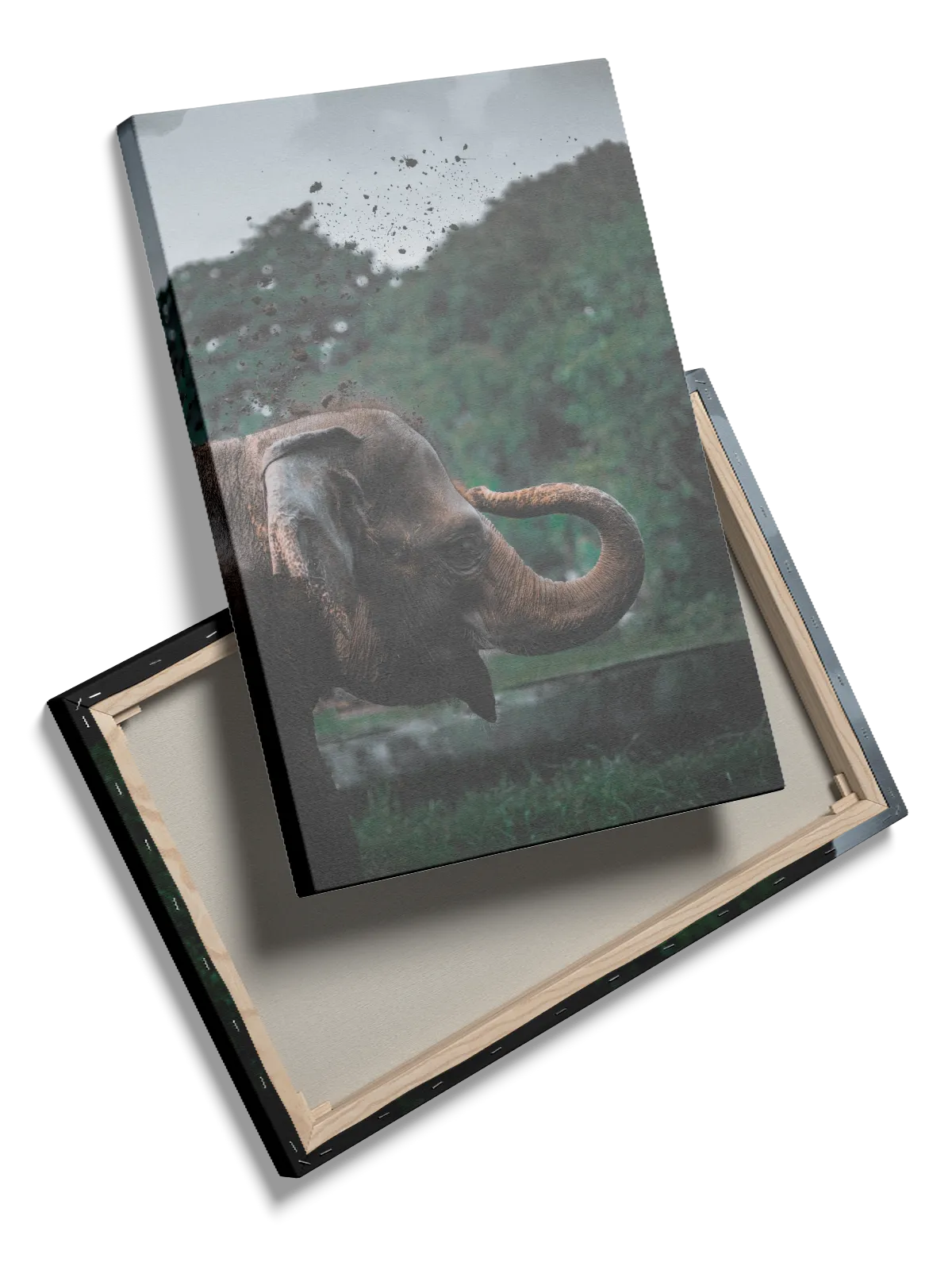 Asian Elephant No2 Plakat