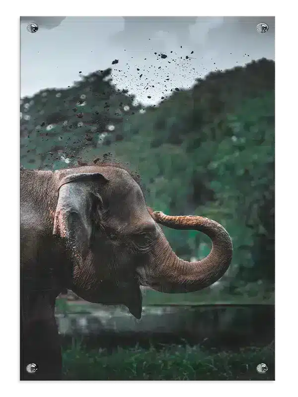Asian Elephant No2 Plakat