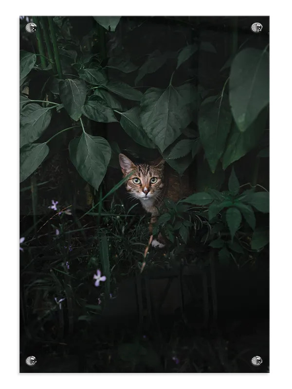 Wildcat Plakat