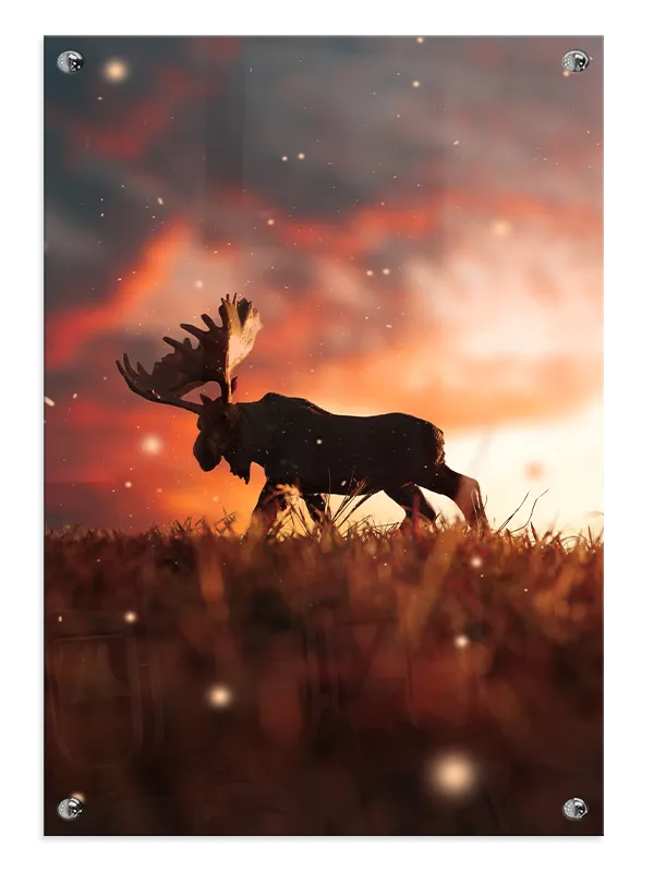 Elg Moose Silhouette Plakat