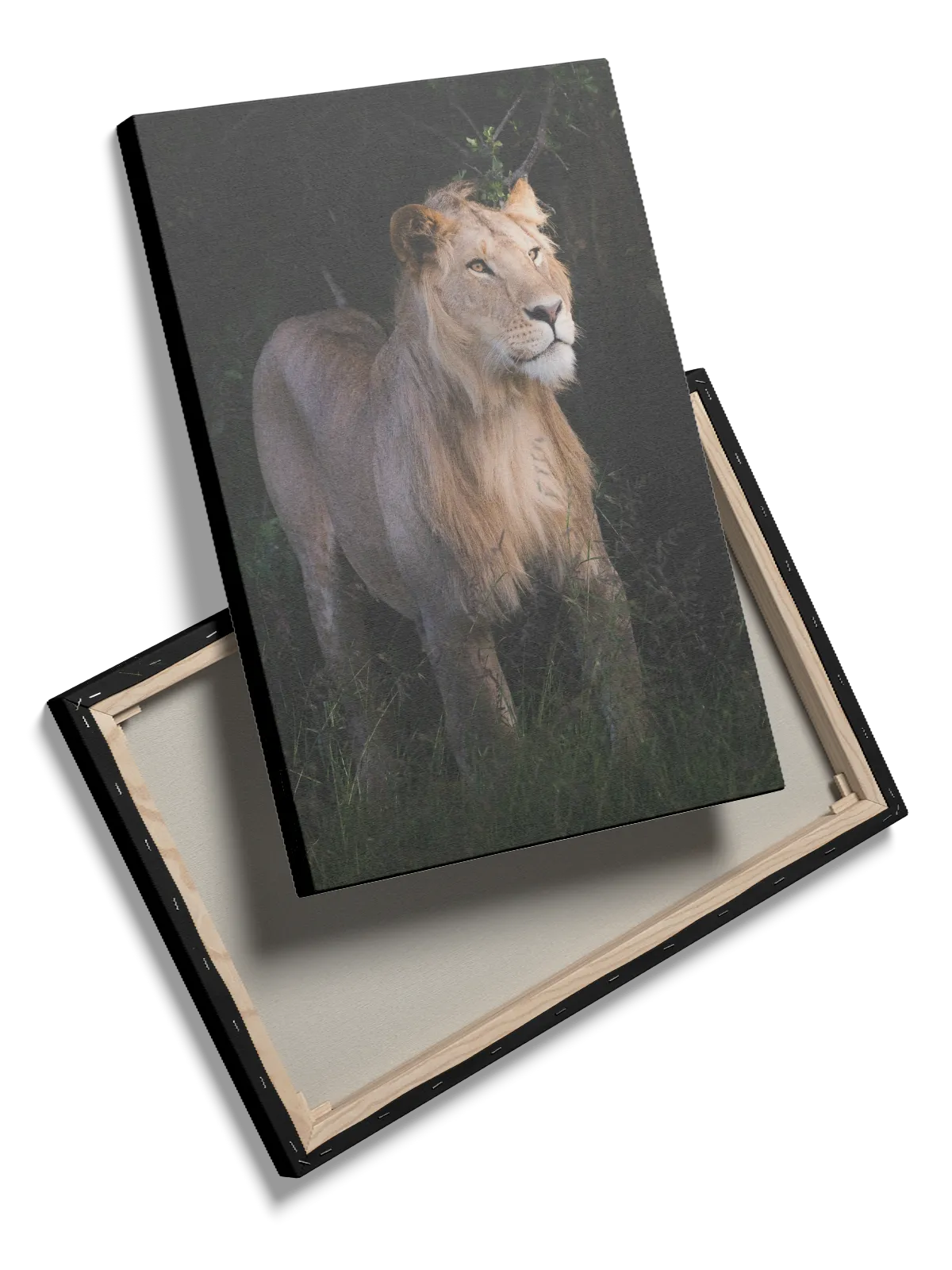 Lioness Plakat