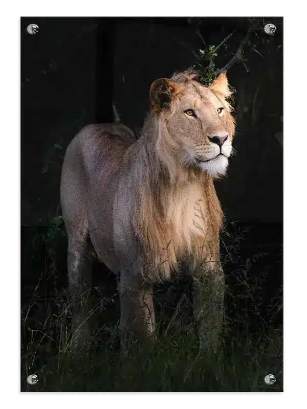 Lioness Plakat